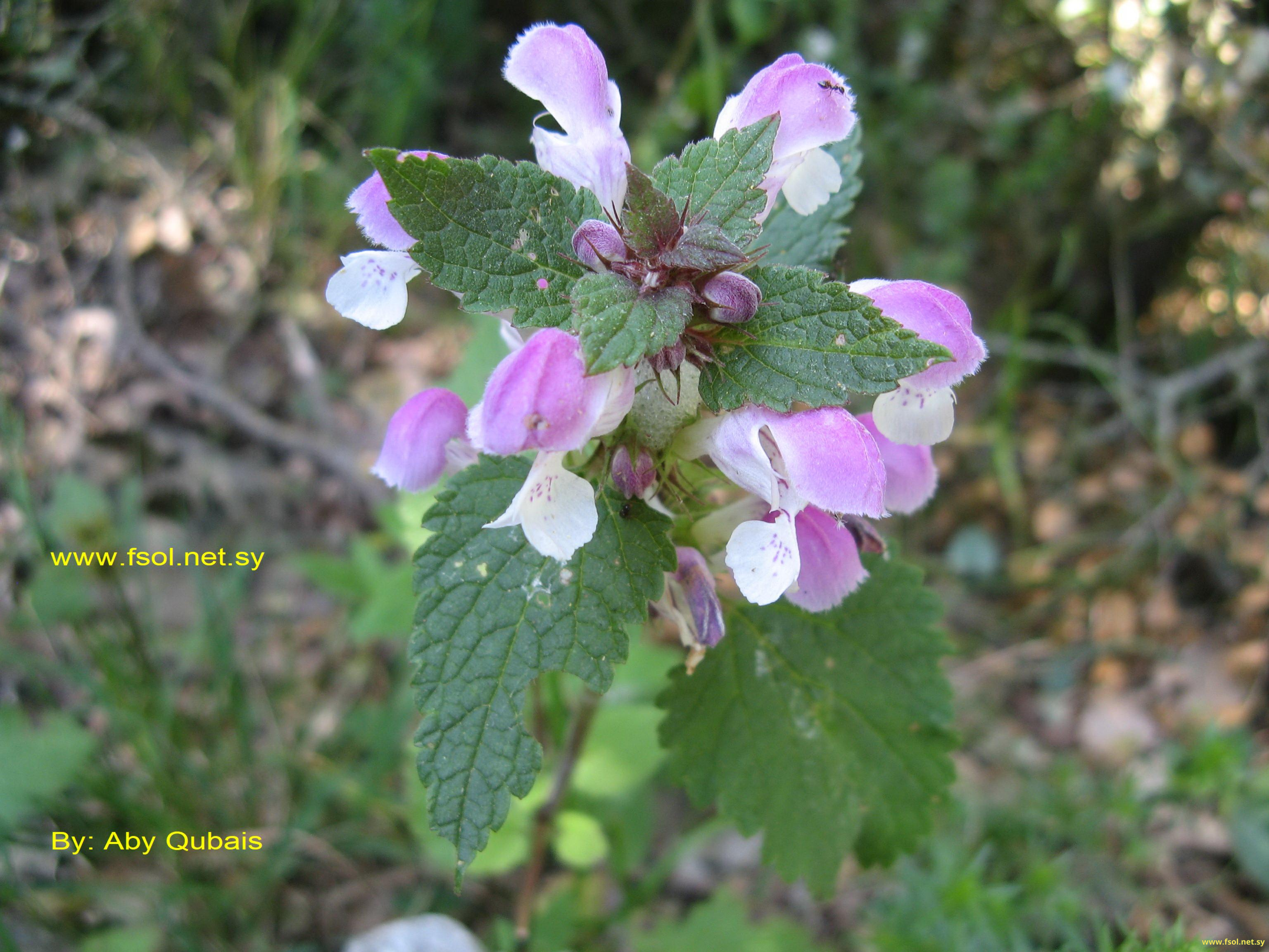 Lamium truncatum Boiss.